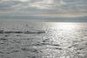 Filename=DSC_0242.JPG
Filesize=450KiB
Dimensions=1936x1296
Date added=Dec 20, 2009 DSC_0242.JPG