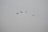 Filename=DSC_0337.JPG
Filesize=66KiB
Dimensions=1936x1296
Date added=Oct 12, 2009 DSC_0337.JPG