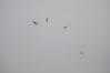 Filename=DSC_0338.JPG
Filesize=66KiB
Dimensions=1936x1296
Date added=Oct 12, 2009 DSC_0338.JPG