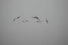 Filename=DSC_0339.JPG
Filesize=84KiB
Dimensions=1936x1296
Date added=Oct 12, 2009 DSC_0339.JPG